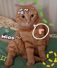 坦白局,说一说大家真的能完全接受猫咪上床吗?