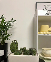 今天的快乐是拼夕夕绿植给的,入手的绿植好看又便宜