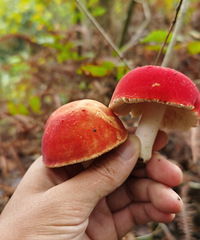 ����˵������Ҫ�ͼ��˻�ũ���ˣ����ӷ��ľͷ���