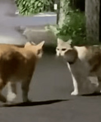 ������ֵ���򡿻���12l����79����ϣ��ץ�޳����399