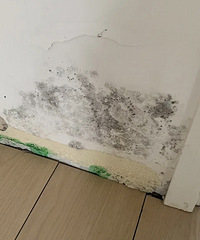 救命,墙面大面积发霉,是哪里漏的水了啊?