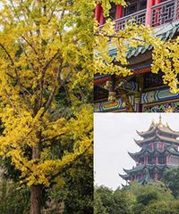 初冬的鸿恩寺太漂亮了,想再去感受