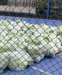 �ھ���ܰԷС�������������ھ����Ϊ����ṩ�߲ˣ��ж���Ⱥ��Χ