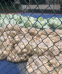 �ھ���ܰԷС�������������ھ����Ϊ����ṩ�߲ˣ��ж���Ⱥ��Χ