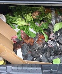 ��ǰ����һ��عˣ��������Ը���嵥