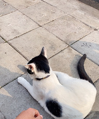 °שӣſءߣèȴ̡Ը