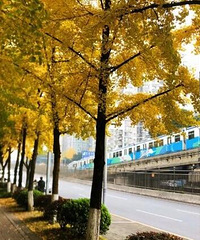 轨道交通直达,主城各地银杏要黄了