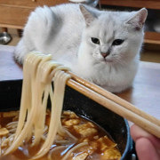 ���Ϸ���è����