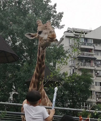 ����Ư���˾����ˣ��ؼҵ���ʱ7�£����Ƽ��óԵ�