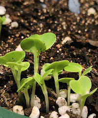 ����ڼҿ�һ�����ˣ�½½�����յ�������ѵĹ���