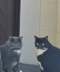 �ӼҶ�ʮ�����ˣ�һ����è������찾��ס��