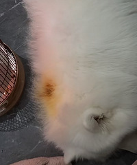 又到了小狗烧焦的季节,使用取暖器一定要注意安全