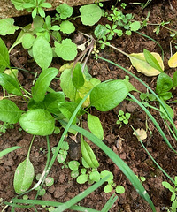 Ϊʲô˵Ĳ԰ǴգҵȴһƬǽ