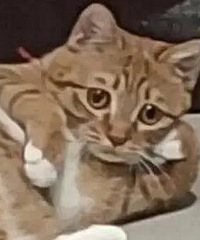 �����ǣ����ʺϴ�����n95