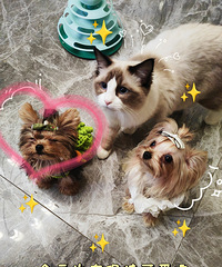 最近都在忙着做手工,就分享一下我自己的手工作品吧