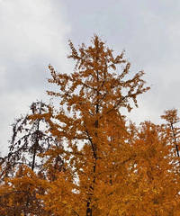 �������죬���빫԰�Ķ������������