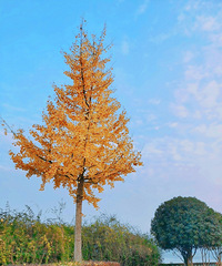 ����û��������ĩԼ�����ﳵ����������ˣ�����Լ�ȥ��