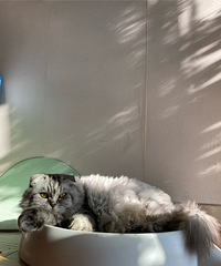 89��158CM��С������飬ϲ����Ӿ����ë�������