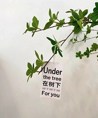 30块钱的仿真绿植,到手跟真的一模一样!
