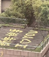 谁在用落叶表白 “新年快乐”?