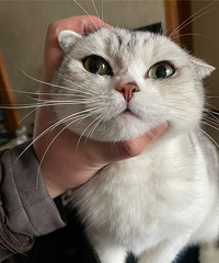 91年183CM养了4只猫的哥子征婚,物流公司工作