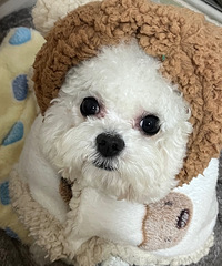 ����һȦ300�������ź��͍o����̨��ÿ��Դ��齫