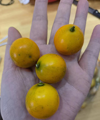 #水果质报 1天炫完的金桔 小时候的味道