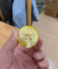 #水果质报 1天炫完的金桔 小时候的味道