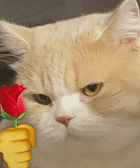 8家神仙拼多多店铺!巨便宜巨宝藏,几十块买到爽!