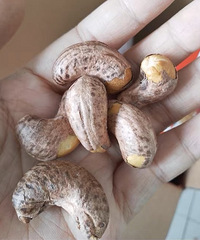 开始买年货了!这家坚果品质特别好,我每年都要囤很多
