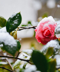 ��ѩ�׷��꣬�ϴ����ǳ��ֽ�ѩ��16��1�£�����������鿪��