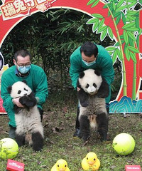 ����̥��è���������ˣ�����ȡ����