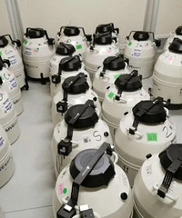 ���Թܵ�ҽ���᲻��æ�г������ô���̥��