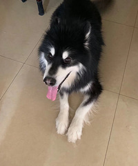 28170CMгз޴С飬˹