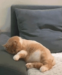 ������ֵ����ѩ����ײ˻�����װ178,����ͩ��̥��19