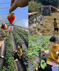 周末带娃摘草莓,隔壁还有免费儿童乐园玩
