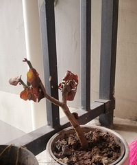 一个人也要好好生活:这算不算是家里换上了绿色?