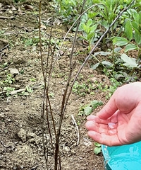 һˣֻһֻèֵأУҵʮ