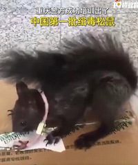 松鼠也“有编了”!重庆缉毒松鼠即将上岗
