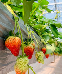 ��԰��ѳԵĿ��в�ݮ