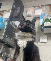 95��168CM�Ŀ�ǻҽ�����飬ϣ���Է�����175����