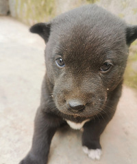 һ����ҲҪ�ú������ͼ�����ҼҸ����µ�С����