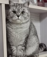 91��158CM����è��С������飬ϣ���Է�����̤ʵ�˼�רһ