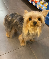 93��160CM���������飬ϲ��������è��