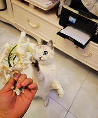 猫咪真的很治愈,蝴蝶兰开败了它好奇地凑了上来