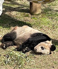 大熊猫“乐乐”死因初步确定