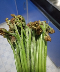 һҲҪúĩ˸ƣջֳóԵҰ