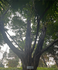 ����ɽ��԰����