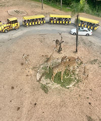 [����]�˾�1000��ˣ��¡�ͺ��굺�����������Լ۱ȸ�