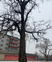 一个人也要好好生活:内蒙的冬天一般冷,雪太小没感受到大雪